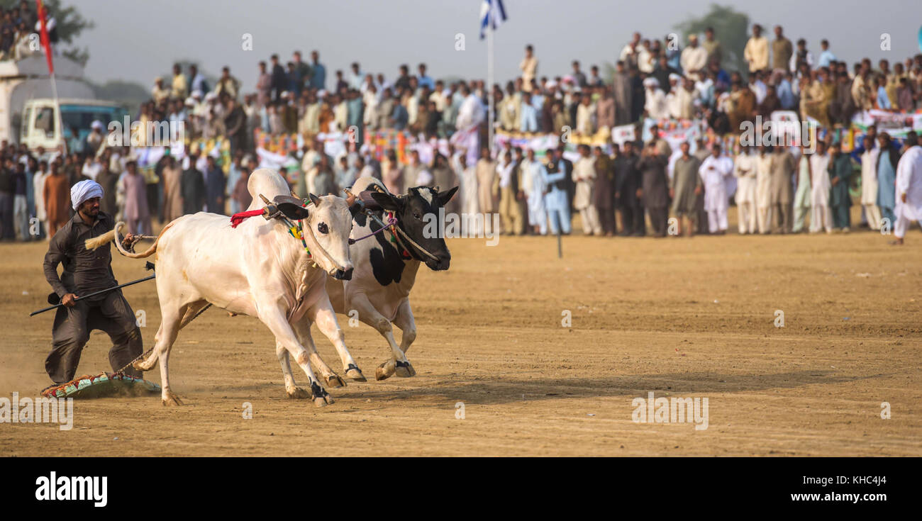 Ländlichen Pakistan, den Nervenkitzel und die Prunk bull Rennen. Männer balancing unsicher auf einer hölzernen Schlitten Rennen ein paar Bullen. Stockfoto