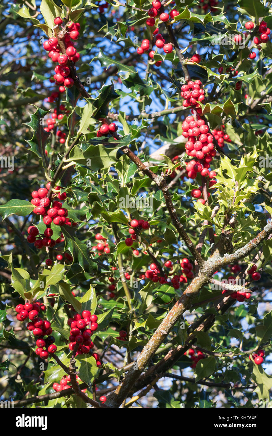 Red Stechpalme Beeren (‎Ilex Aquifolium) wild wachsen in der Nähe von Barnard Castle, Co Durham, England, Großbritannien Stockfoto