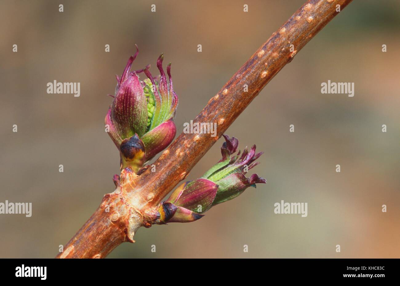 Roter Holunder, sambucus racemosa, caprifoliaceae, Knospen, Triebe, Strauch,  Pflanze, Kanton Tessin, Schweiz *** local Caption *** Roter Holunder  Stockfotografie - Alamy