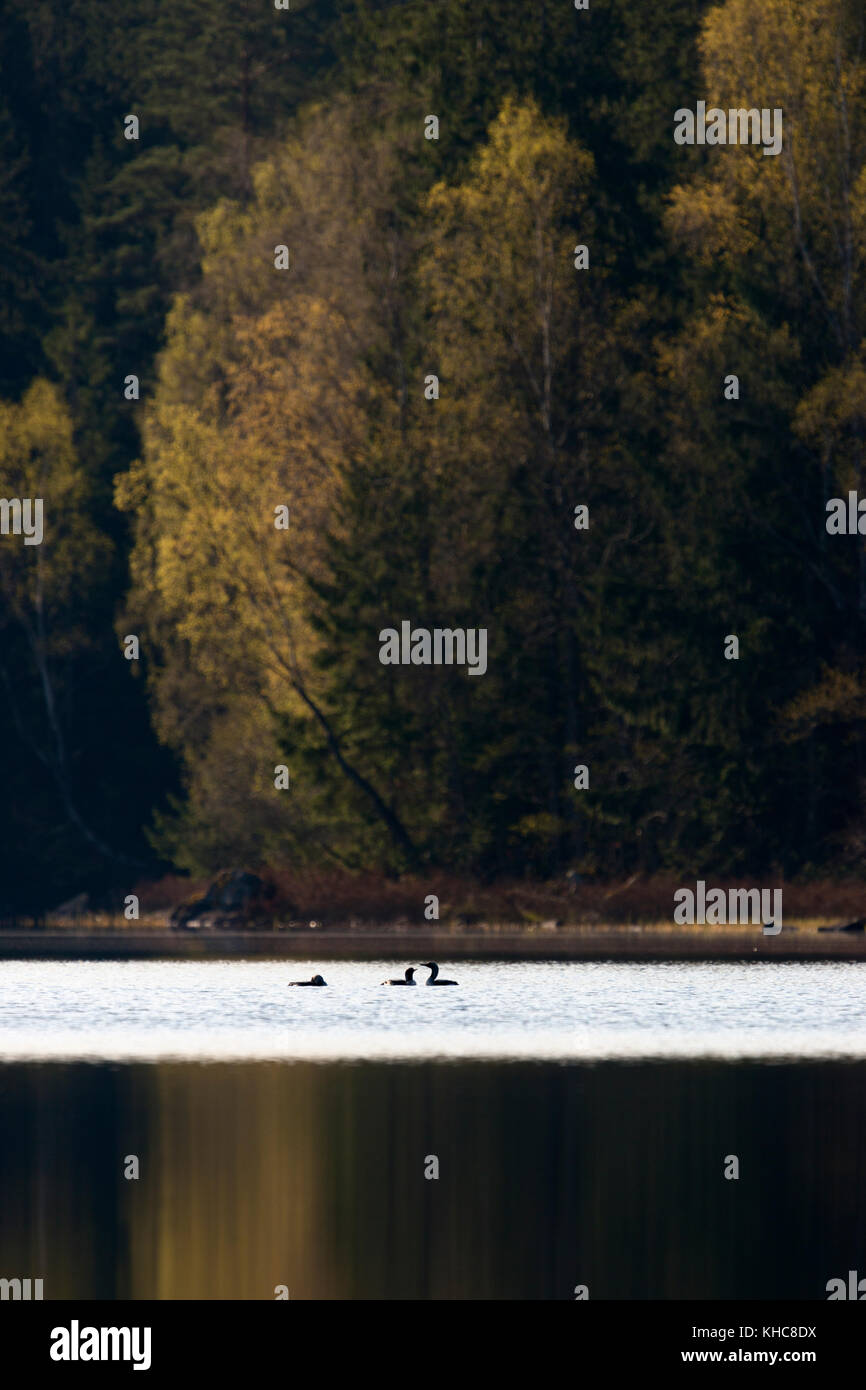 Arctic loon/black throated Eistaucher (Gavia arctica), kleine Gruppe, Flock, umwerben auf ruhigen See, schöne Blatt Färbung, im Frühling, Skandinavien. Stockfoto
