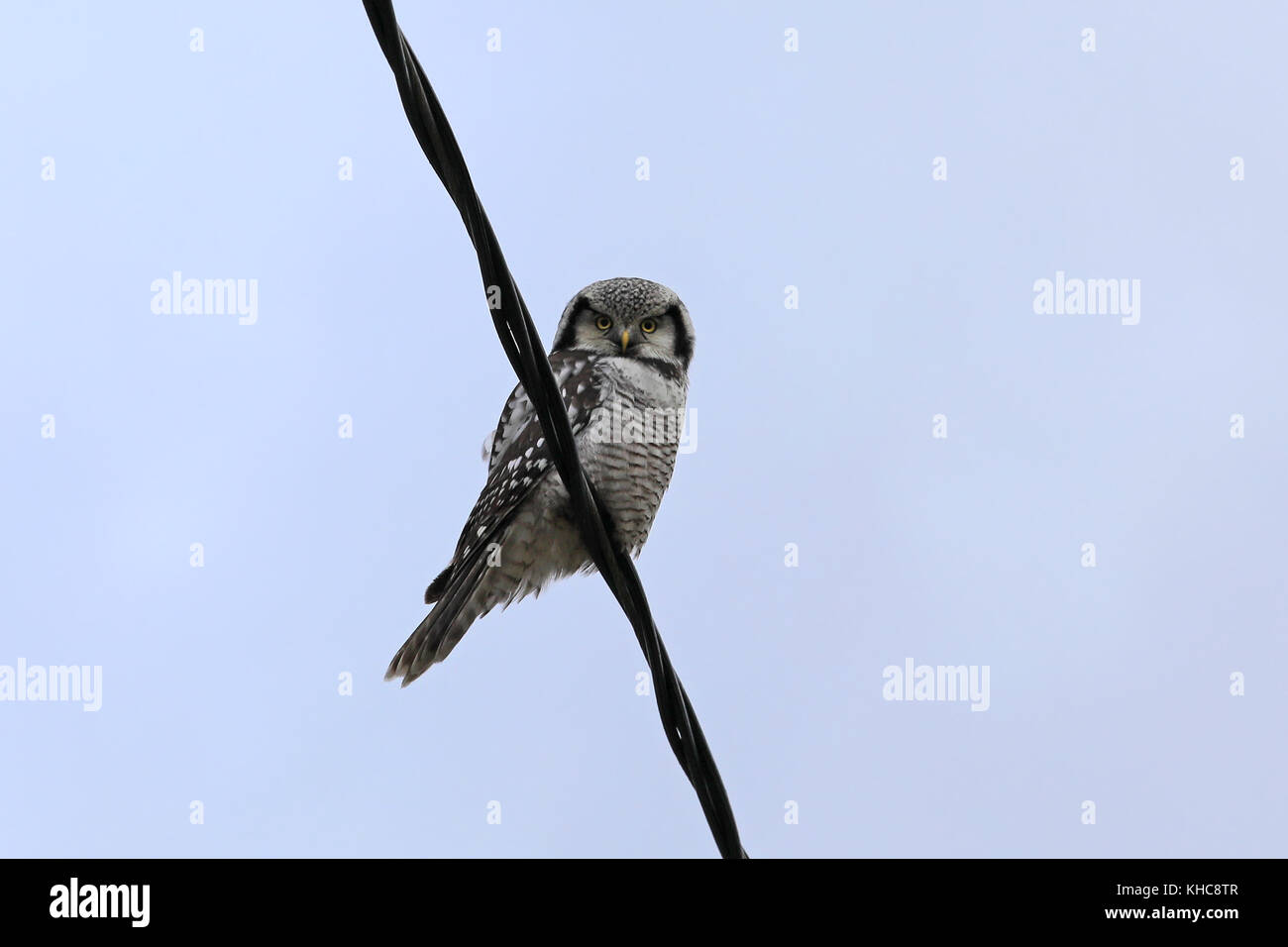 Northern Hawk-owl, surnia Ulula, sitzt über Power Line und Uhren für Beten. Stockfoto