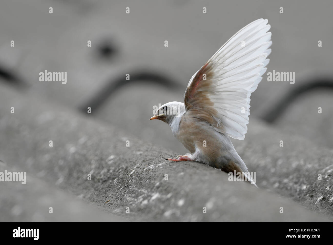 Schwalbe ( Hirundo rustica ), flügge, seltener Gendefekt, weißes Gefieder, leucistisch, Leucismus, auf einem Dach thront, Flügel ausstreckend, Europa. Stockfoto