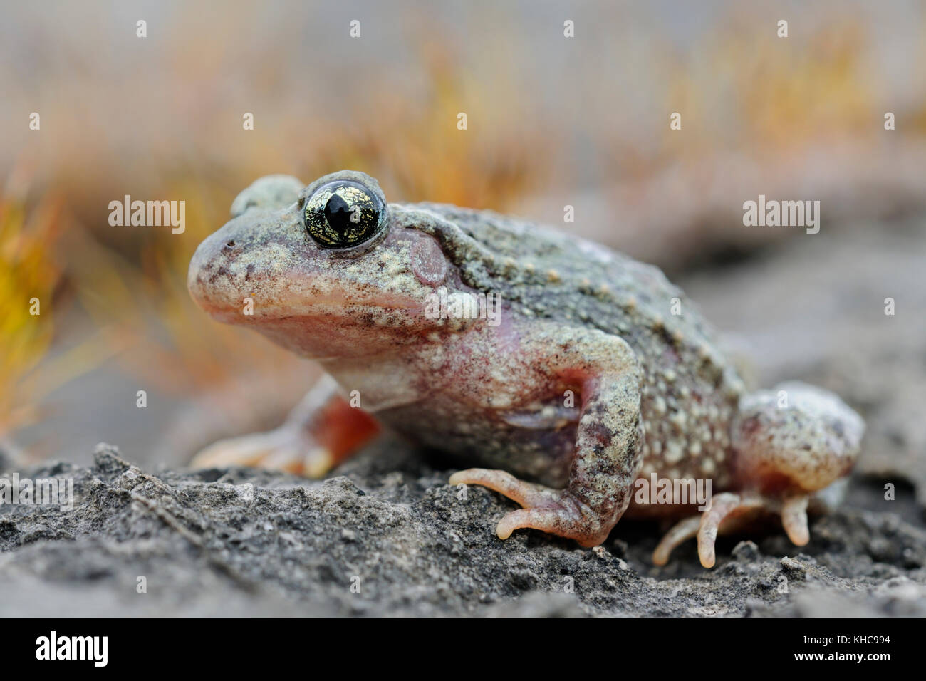 Gemeinsame Hebamme Kröte/Geburtshelferkroete (Alytes obstetricans), sitzen auf den Felsen von einem alten Steinbruch, frontale Seitenansicht, detaillierte schoß, Europa. Stockfoto