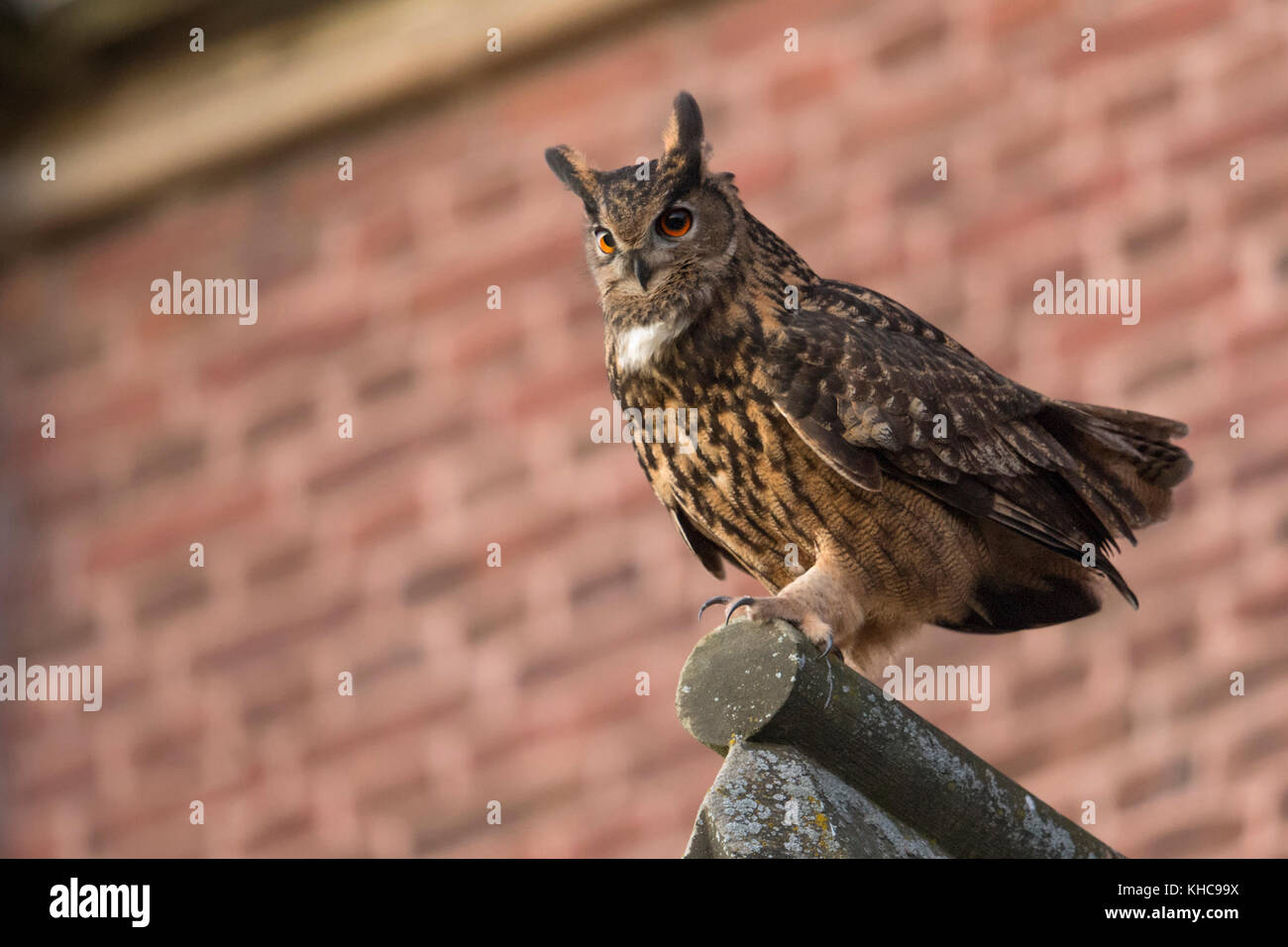 Uhu/Uhu (Bubo bubo) erwachsenen männlichen, Sitzen, auf einer Kirche Dach thront, in städtischen Umgebung, umwerben, Seitenansicht, Wildlife, Europa. Stockfoto