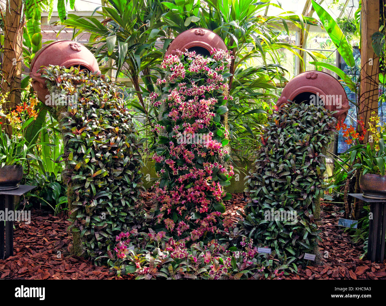 Das lebhafte Gewächshaus im Marie Selby Botanical Gardens in Sarasota bietet eine üppige Anordnung tropischer Epiphyten und exotischer Blumenarrangements Stockfoto
