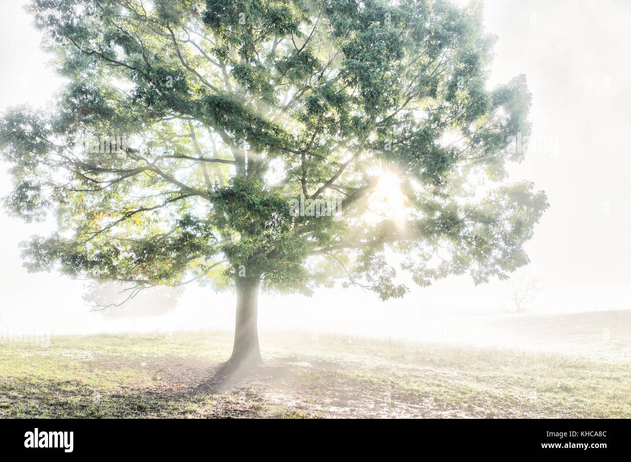 Ein großer grüner Baum im Herbst mit orange Blätter in Dunst, Nebel und Sun sunburst Glade durch Nebel Silhouette in Morgen Landschaft Konzept Stockfoto
