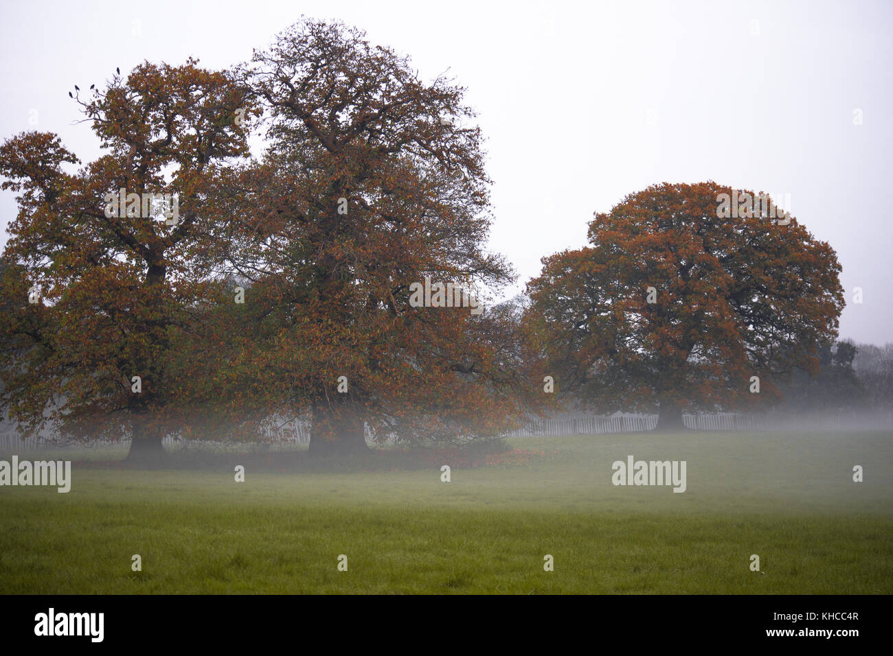 Niedrig liegenden Nebel über Felder im Herbst Spaziergang auf einem nebligen Tag in penshurst Tunbridge Wells Tonbridge Kent auf Land Umgebung Penshurst Place Bäume Stockfoto