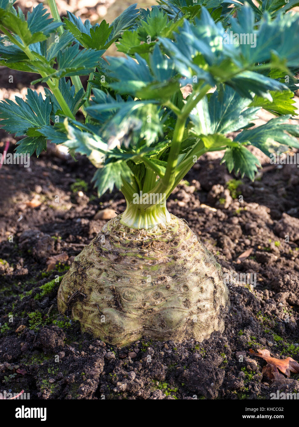 Vitamin K Stockfotos und bilder Kaufen Alamy