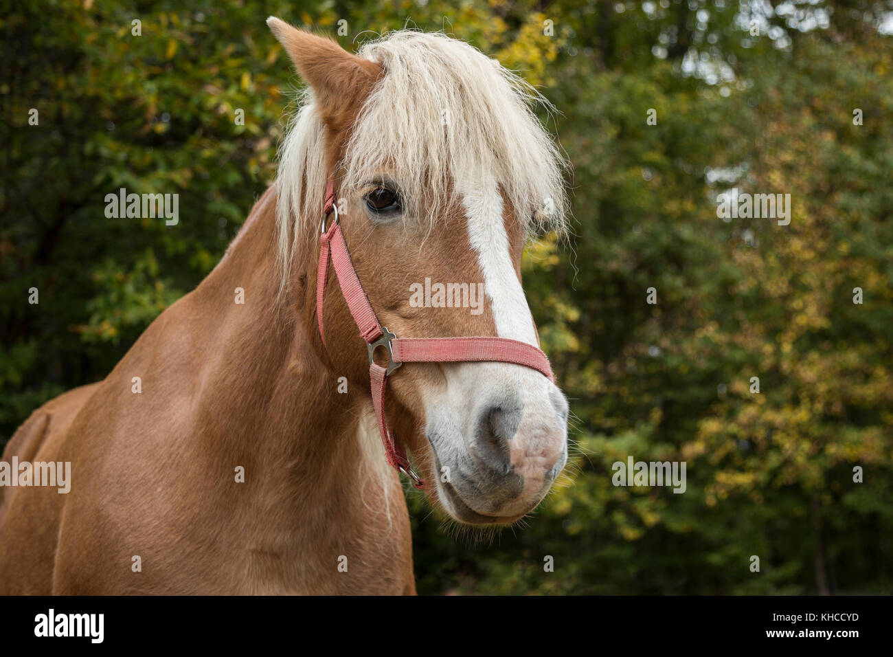 Portrait von Schöne braune Pferd im Wald Stockfoto