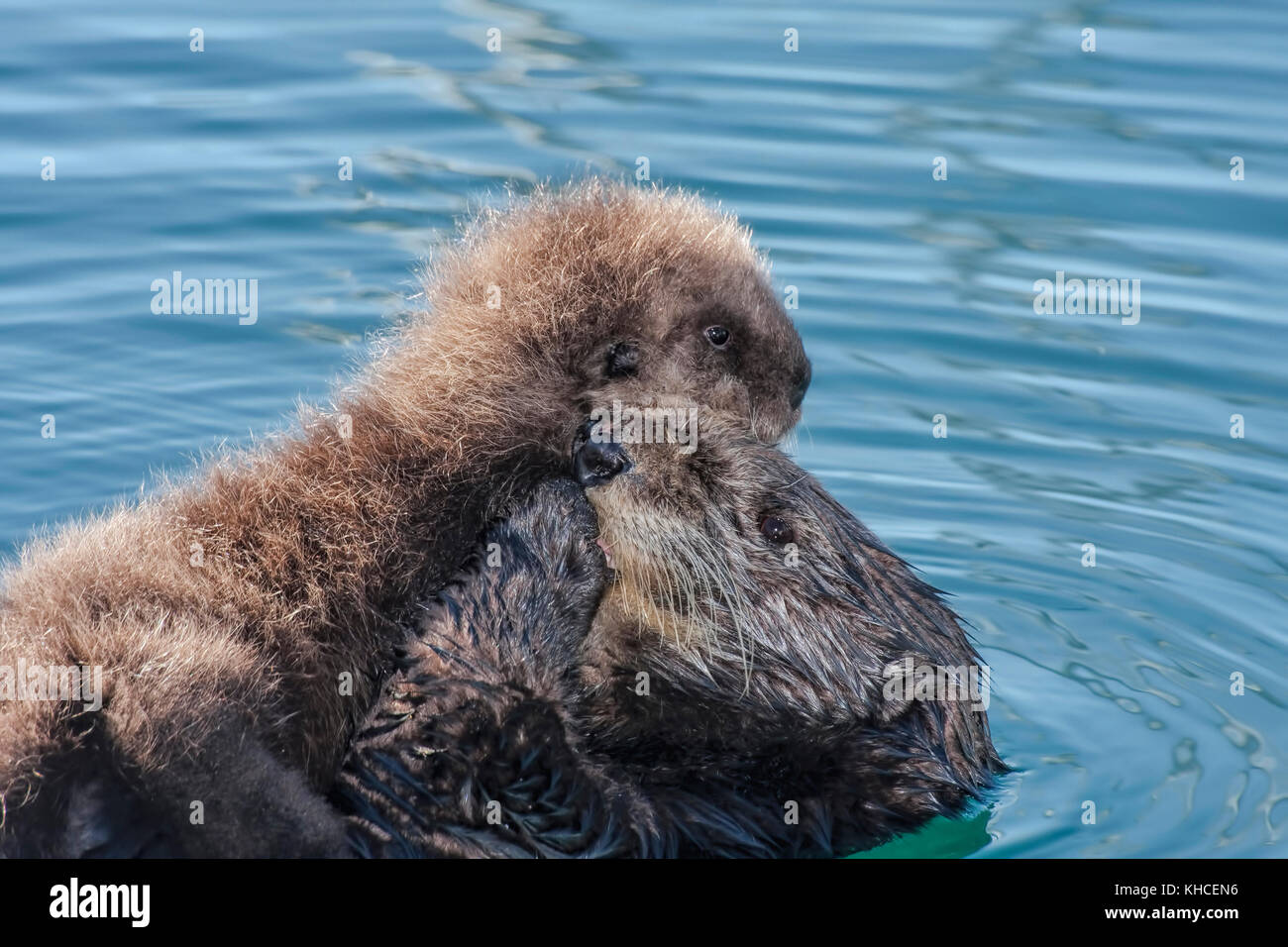 Mutter Seeotter, die ihren neugeborenen Welpen im Hafen von Monterey in CA nährt. Stockfoto