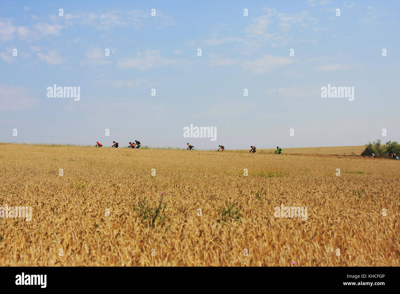 Gruppe der Radfahrer bergauf an einem heissen Sommertag in einem Weizenfeld Stockfoto