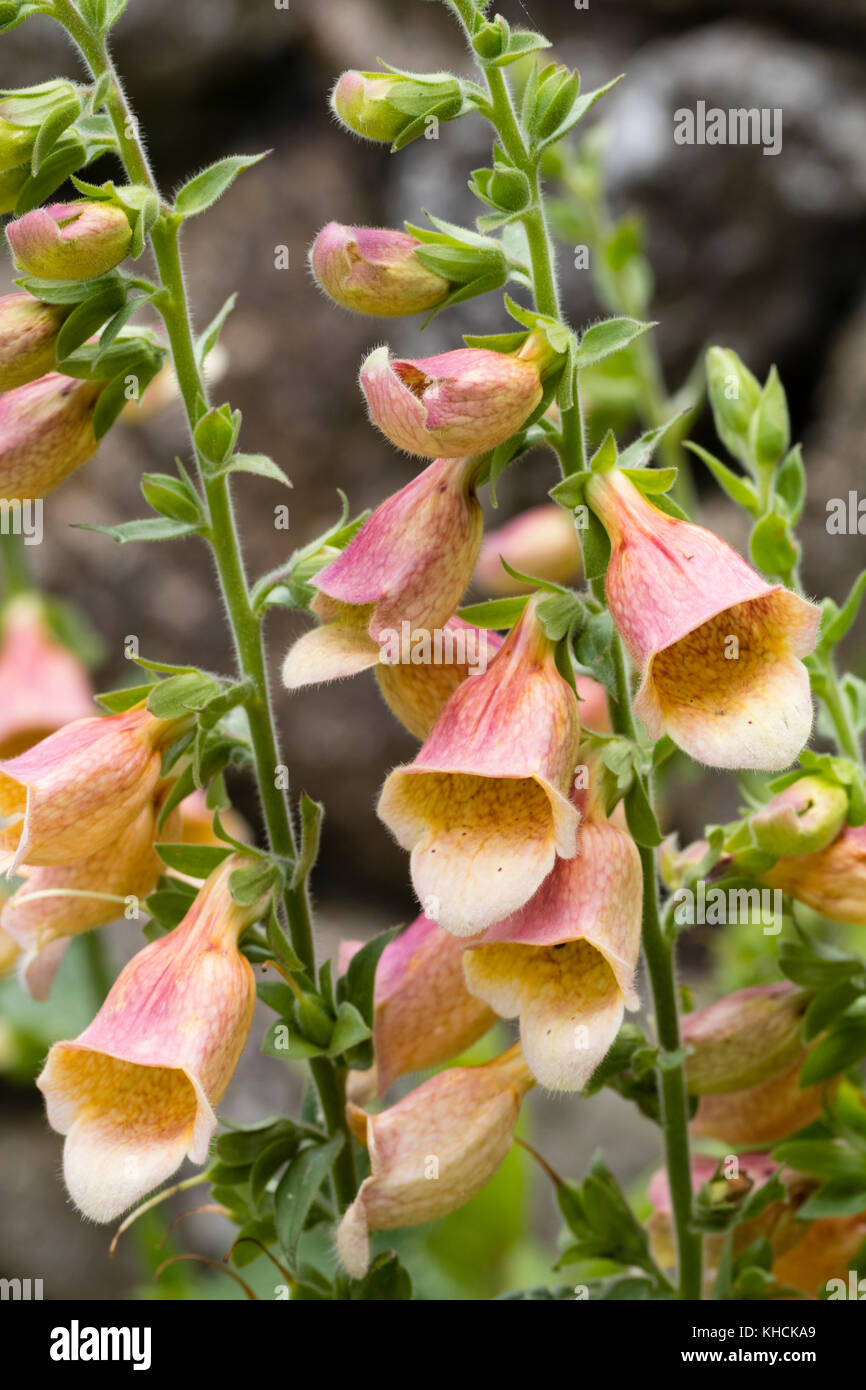 Rose getönten Blüten der Hardy hybrid Fingerhut, Digitalis 'Goldcrest', ein D. obscura x grandiflora Hybrid mit kompakter Wuchs und lange Blütezeit Stockfoto