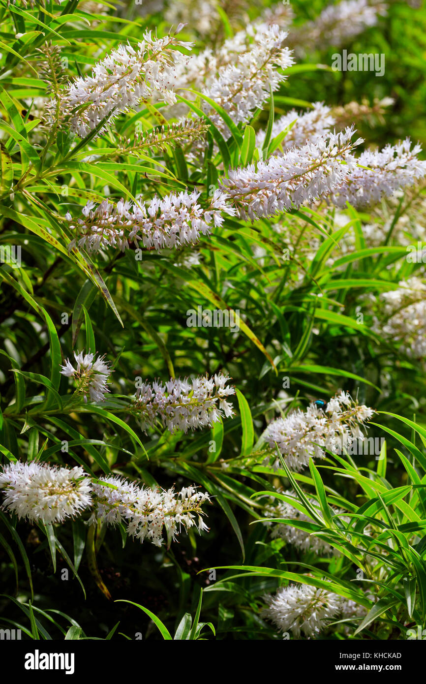 Später Sommer Blumen der Hardy Evergreen leaved Willow hebe, Hebe Harke Stockfoto