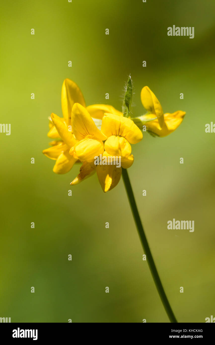 Blume Leiter der hoch wachsenden mehr Vogel foot Trefoil, Lotus pedunculatus, einem britischen wilde Blume Stockfoto