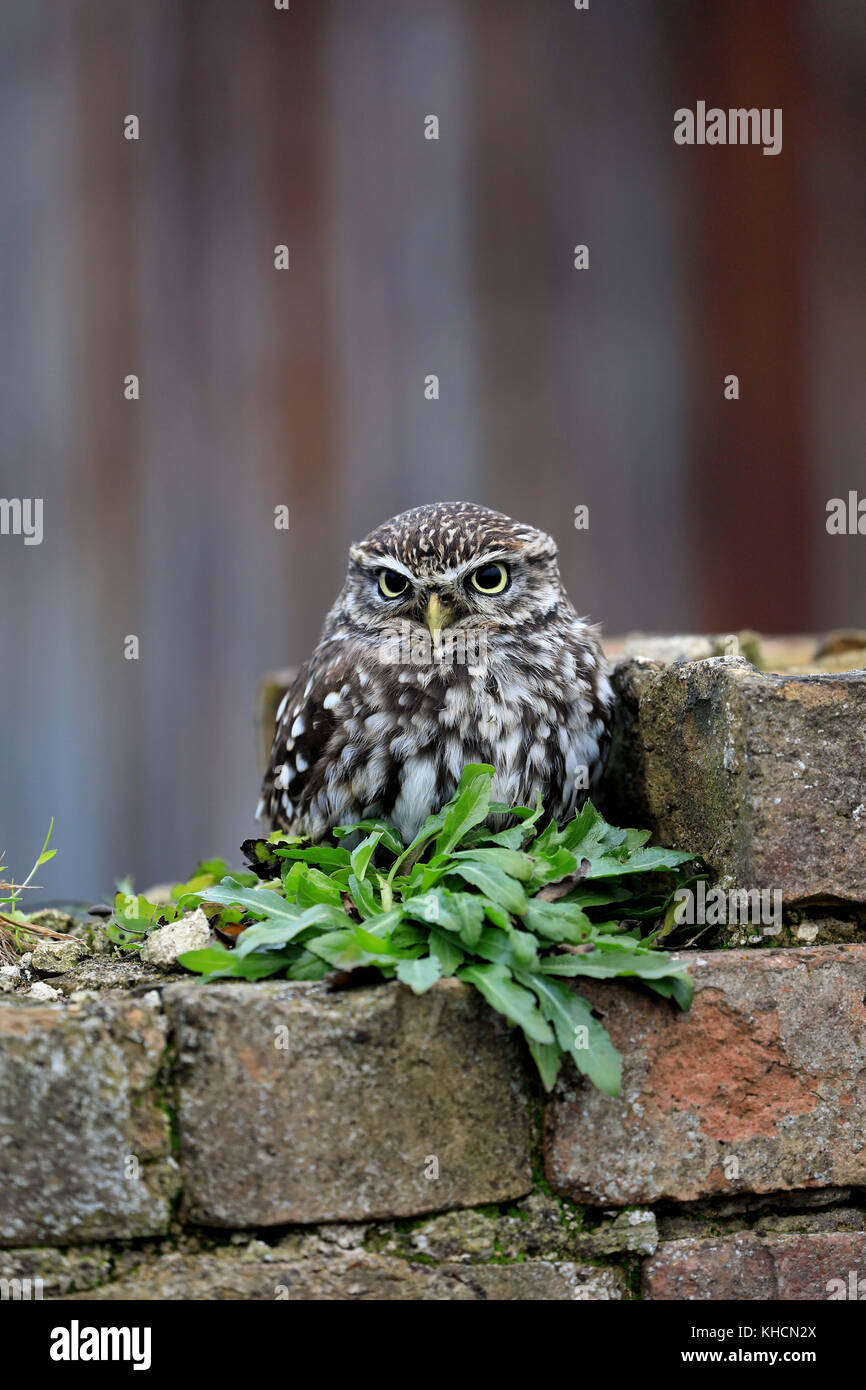 Kleine Eule auf Wand gehockt Stockfoto