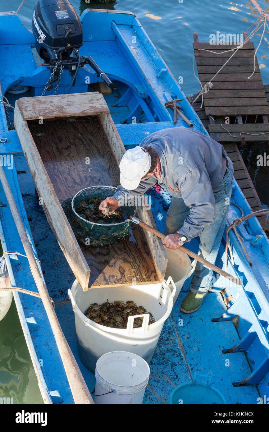 Venezianische Fischer in einem Boot sortieren live Krabben aus einer Falle für MOECHE oder mit weicher Schale Krabben, die ihre Muscheln im Frühjahr und Herbst Schuppen und Stockfoto