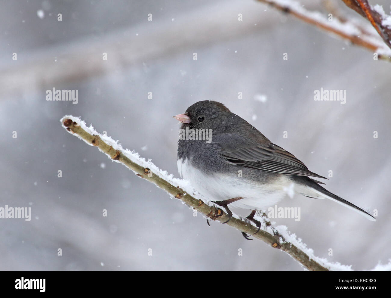 Dark-eyed Junco, junco Hyemalis, thront auf einem Baum mit Schnee Stockfoto