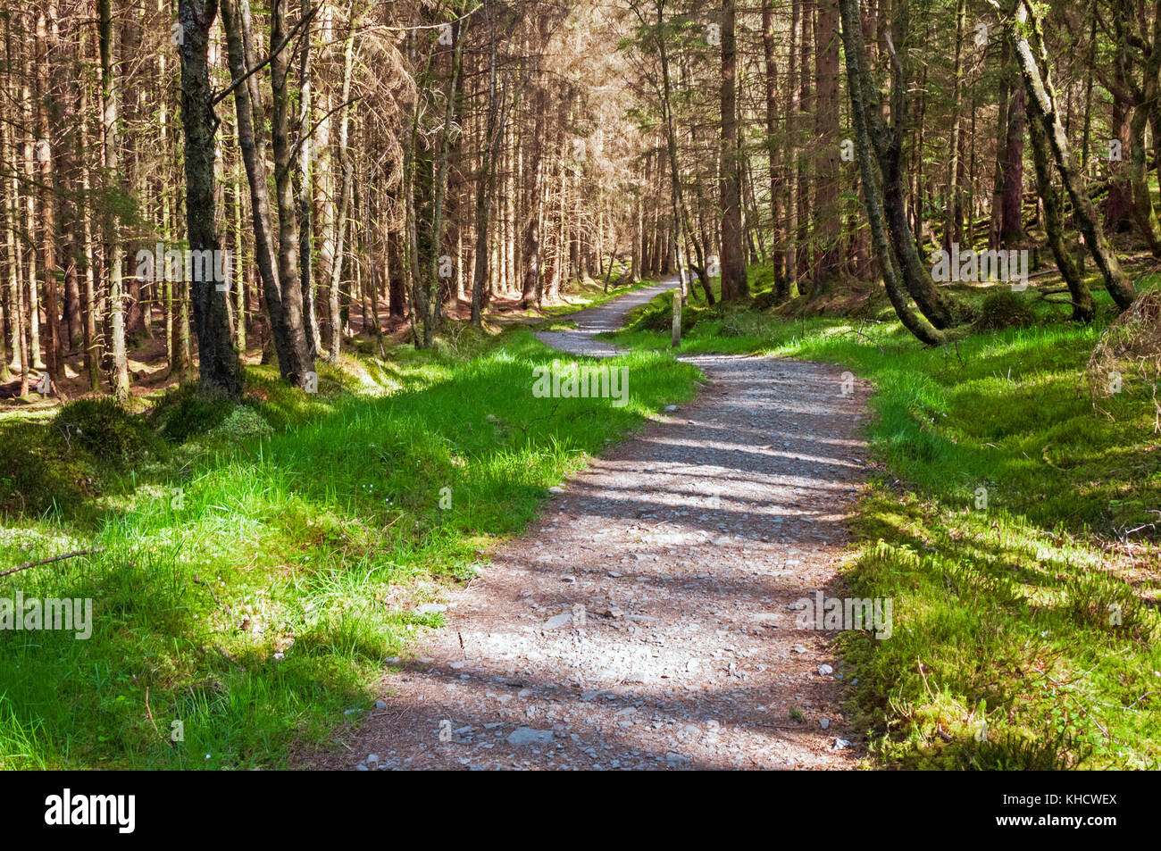 West Highland Way Trail durch den Wald, Schottland Stockfoto