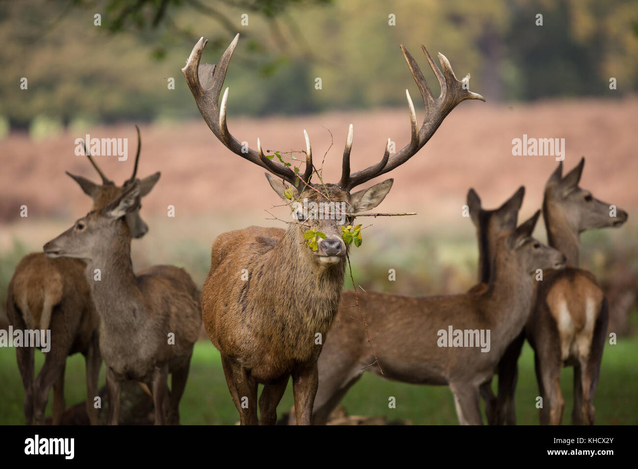 Hirsche im Herbst Furche am Richmond Deer Park in South West London Stockfoto