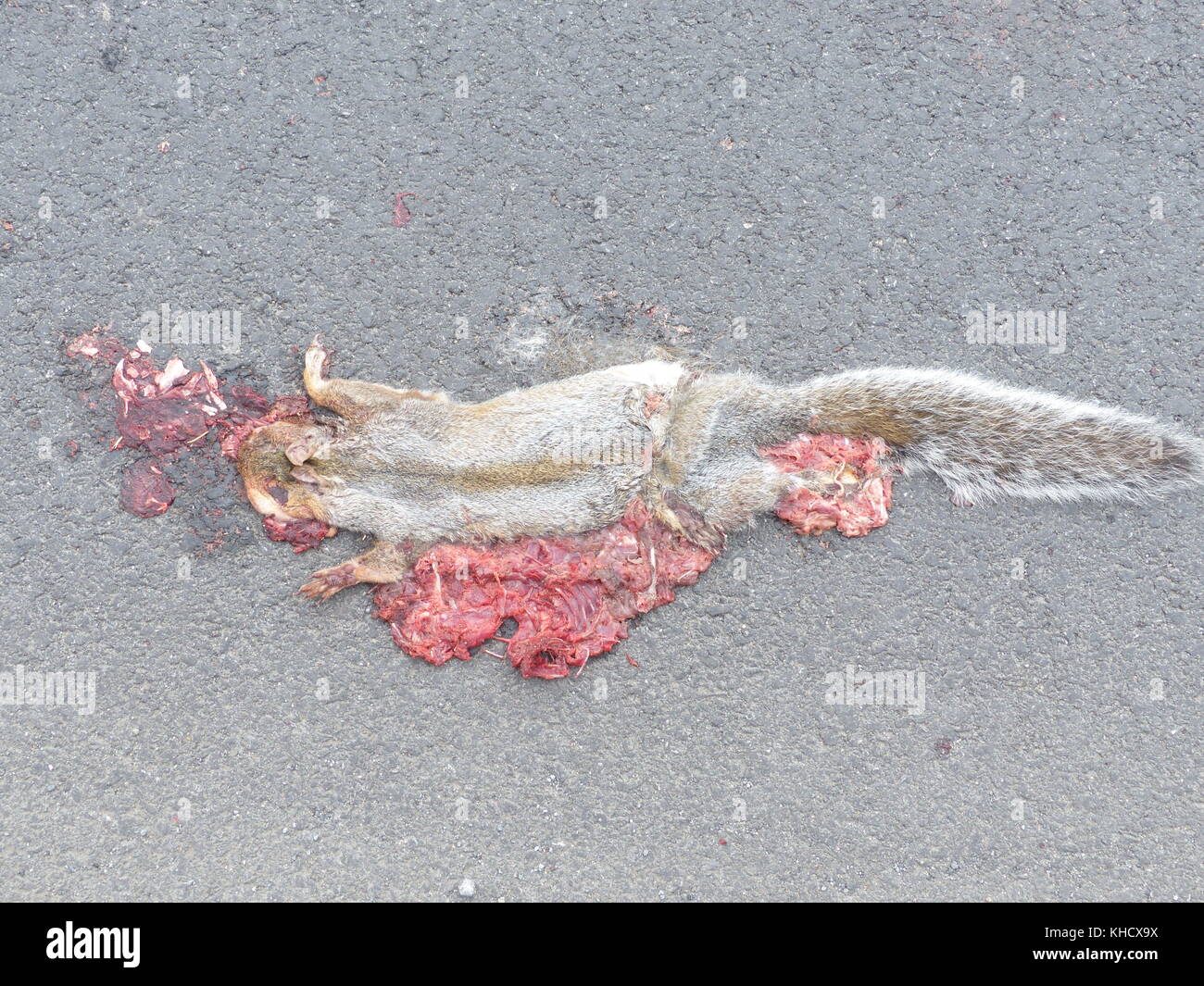Tote Eichhörnchen rannte von einem Auto mit seiner Eingeweide auslaufen Stockfoto