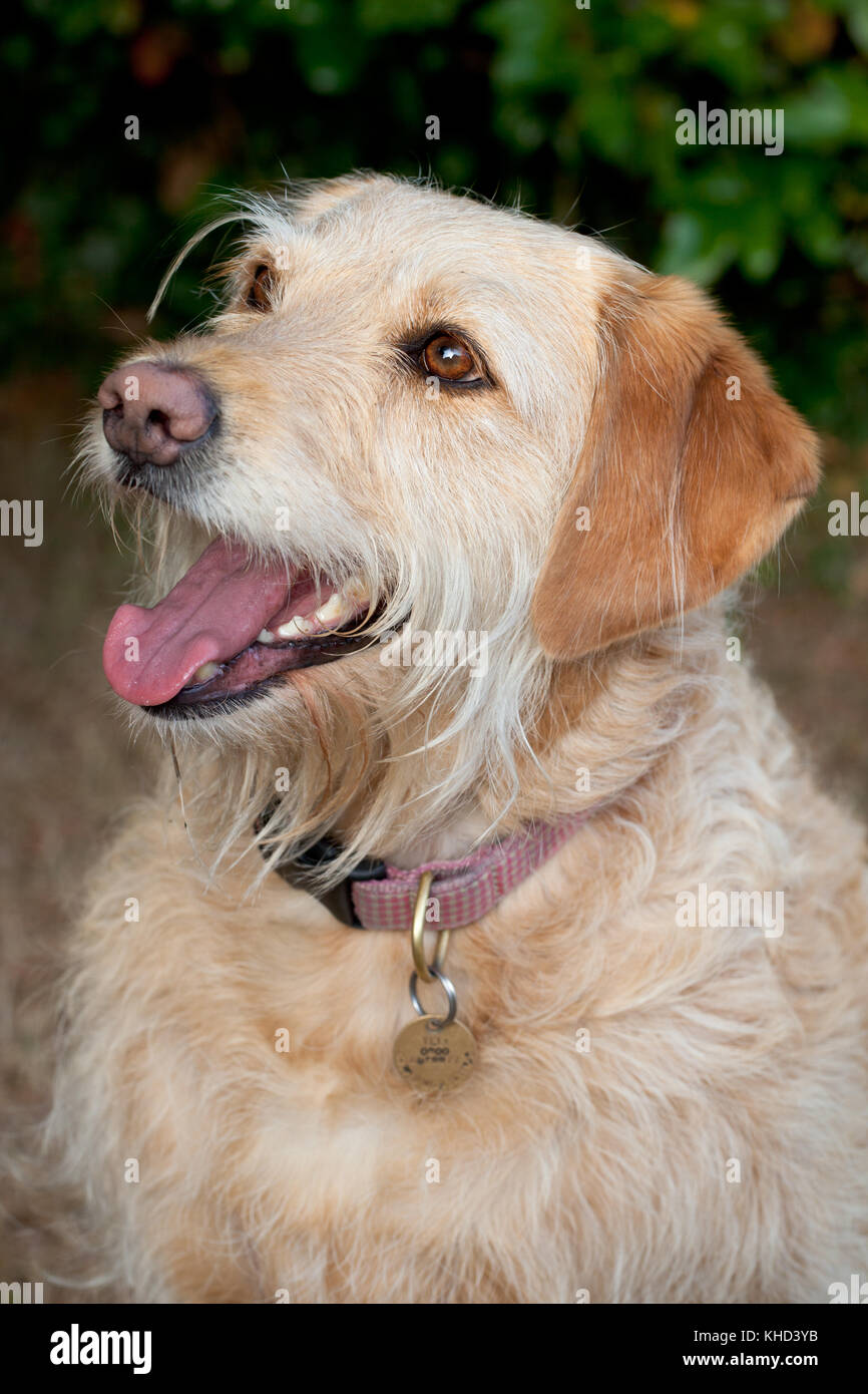 Labradoodle (Cream Hair-Typ). weiblich.. beaconsfield Buckinghamshire. England. Stockfoto