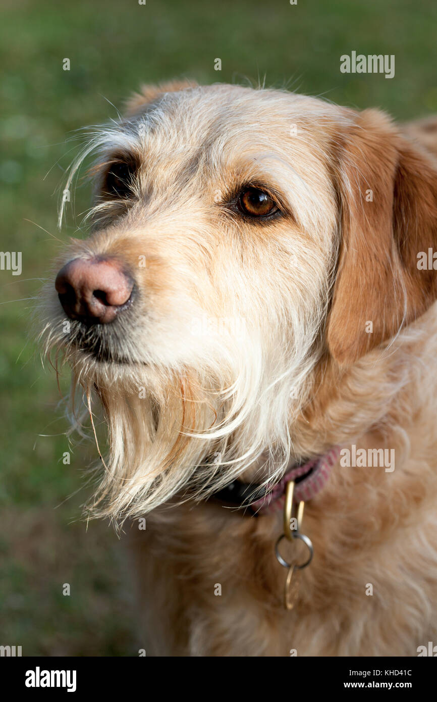 Labradoodle (Cream Hair-Typ). weiblich.. beaconsfield Buckinghamshire. England. Stockfoto