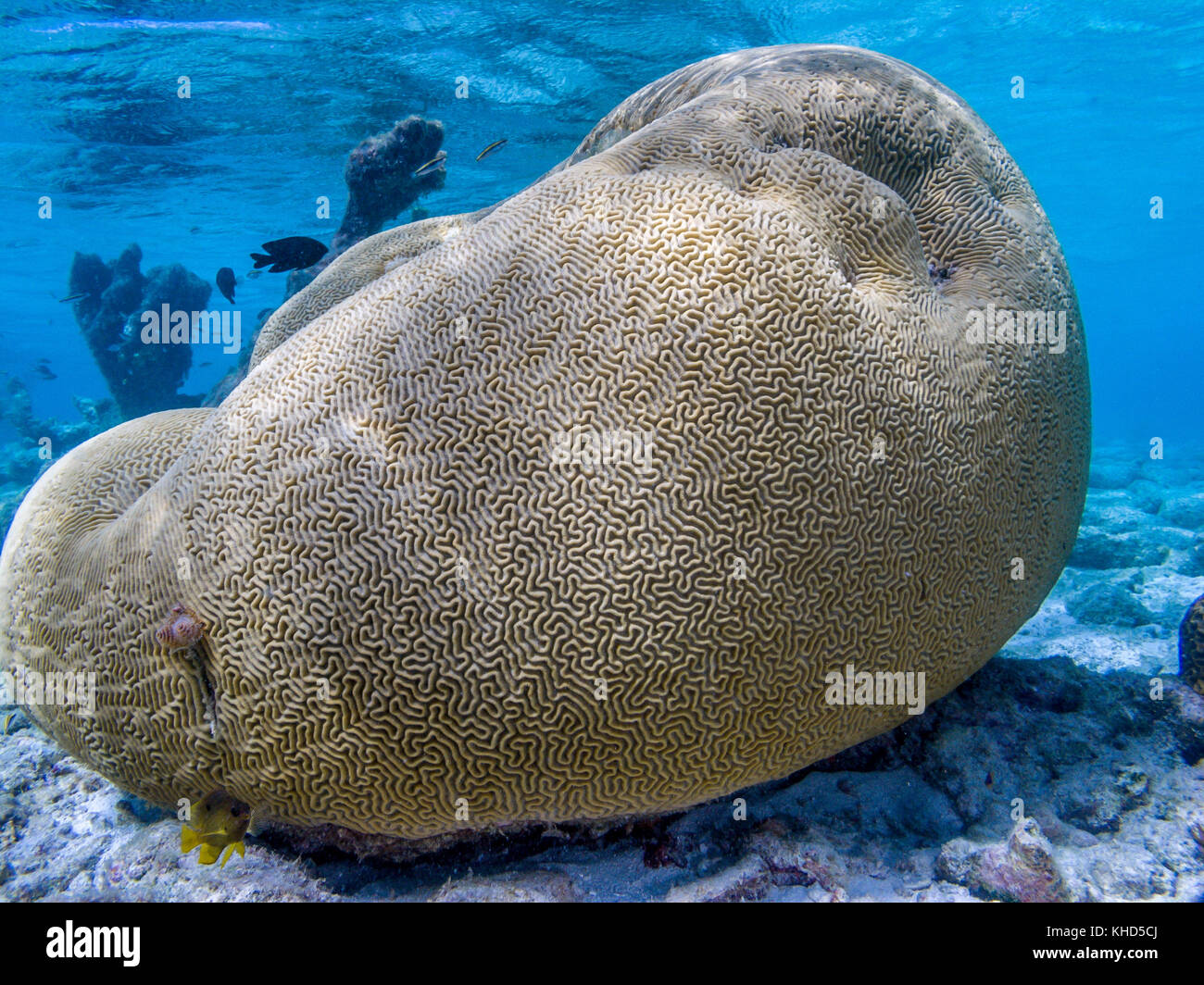 Montastraea annularis, allgemein bekannt als die Boulder star Coral, ist eine Pflanzenart aus der Gattung der Korallen, lebt im westlichen Atlantik Stockfoto