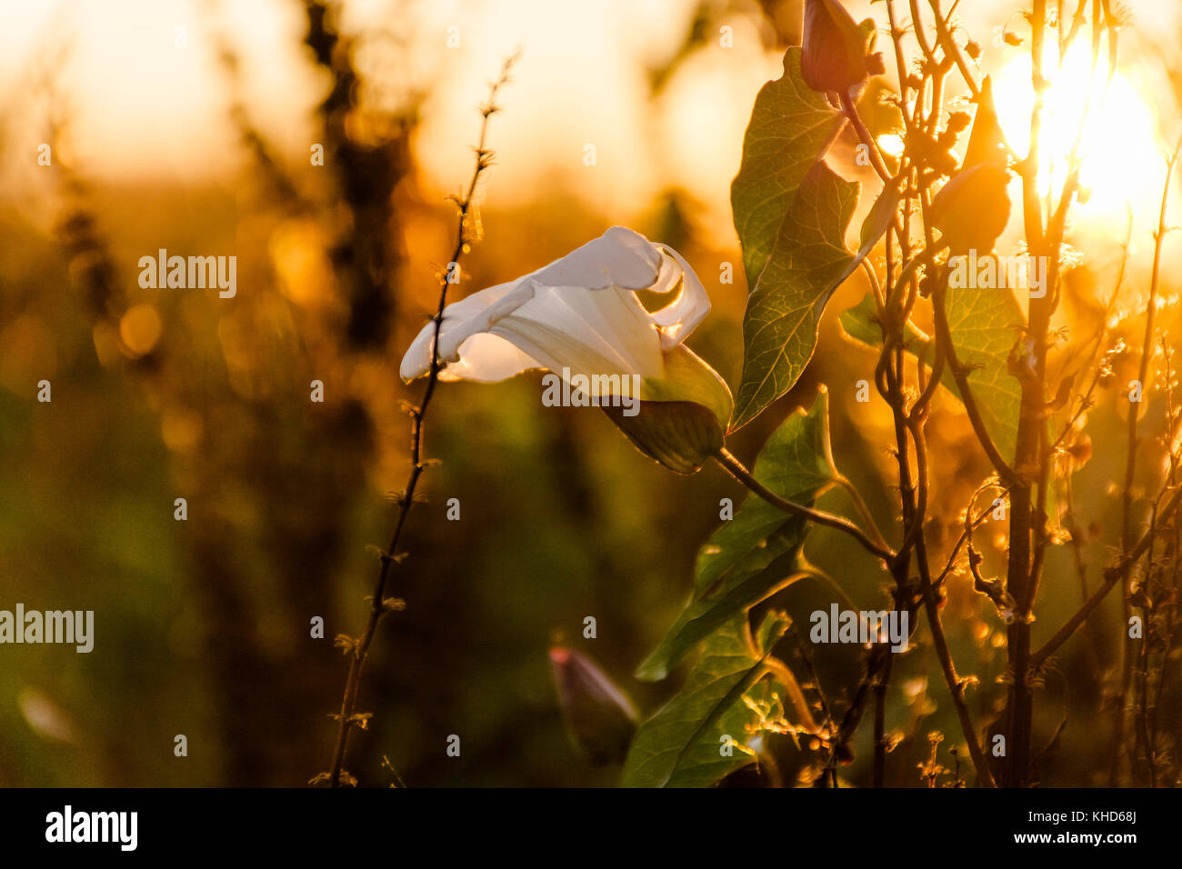 Eine wilde Blume von der Abendsonne beleuchtete Stockfoto