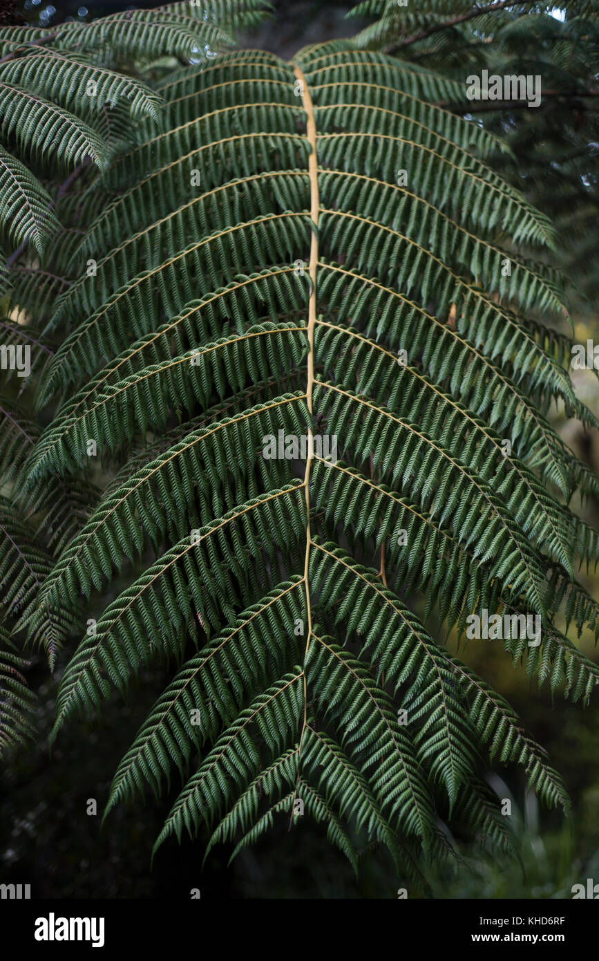 Watakere Ranges Regional Park, Auckland, Neuseeland. Farn Fotografieren bei schwachem Licht Stockfoto