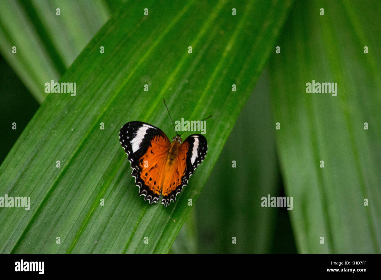 Schmetterling Stockfoto