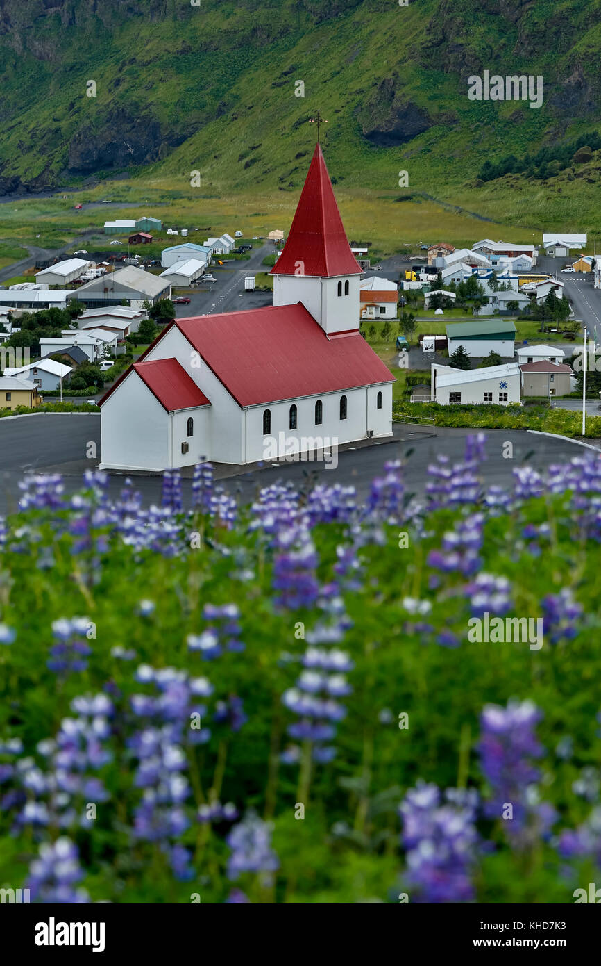 Reyniskirja Kirche und Wildblumen Lupine (Lupinus arcticus), Vik, Island Stockfoto
