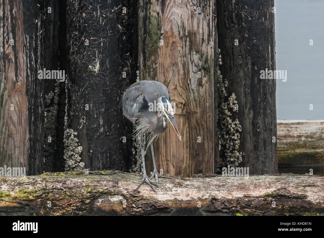 Ein Great Blue Heron, Angeln von der Mole in einer Protokolldatei zu sortieren und boomende, steht unten am Wasser mit einem winzigen Fisch im Schnabel. Stockfoto