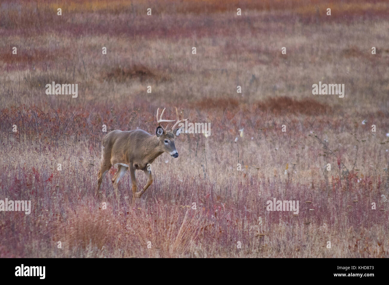 Eine einzelne große Buck weiß Schwanz Rehe Spaziergänge im Herbst Felder der grossen Wiesen am Shenandoah National Park, Virginia. Stockfoto