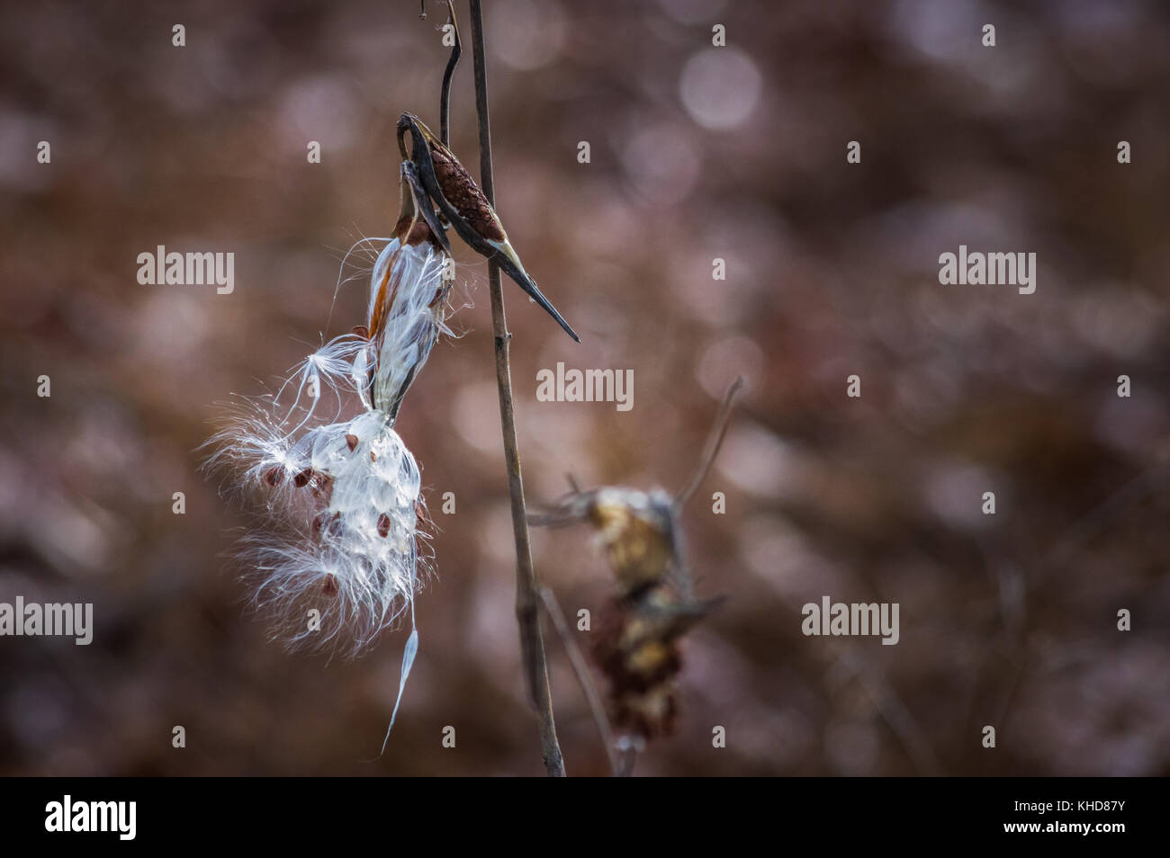 Ein Milkweed Pod ist Shedding seine Samen hinter einem dunklen Hintergrund von Braun im Herbst, im Shenandoah National Park, Virginia. Stockfoto