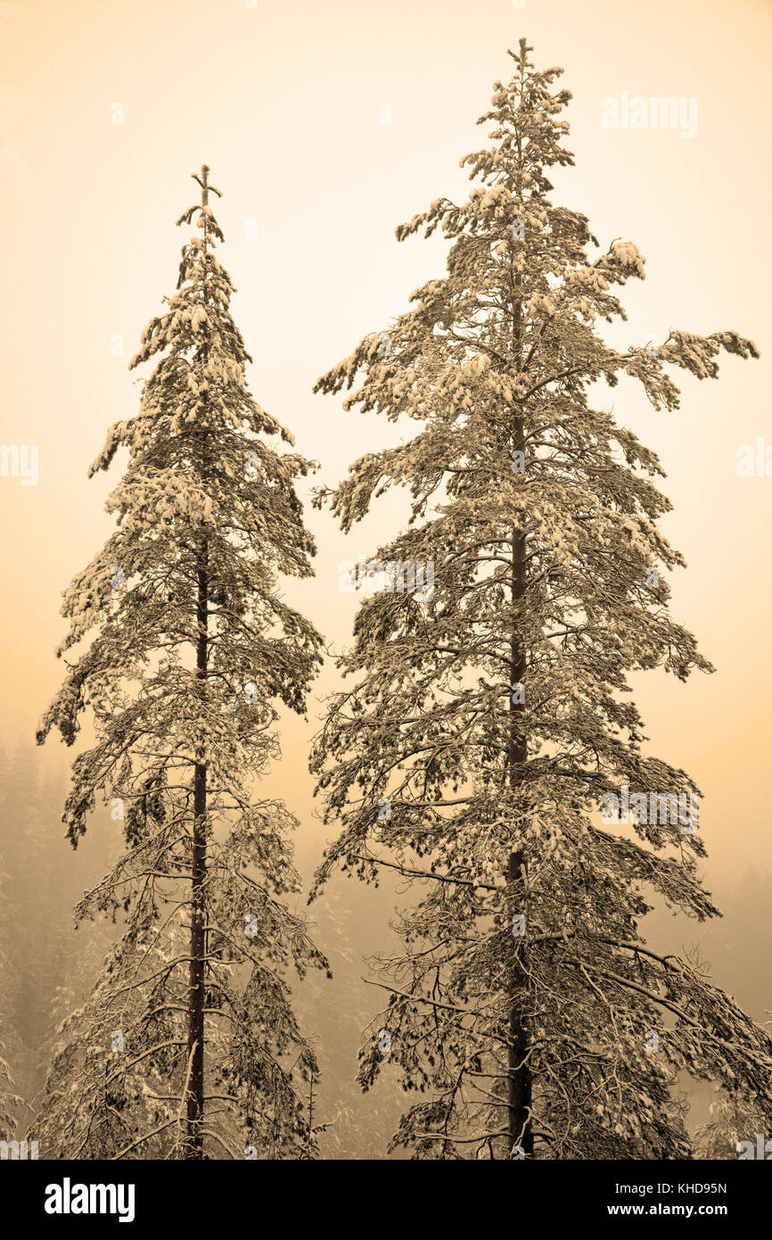 Zwei hohe Pinien auf dem Hügel. sepia Getont Stockfoto