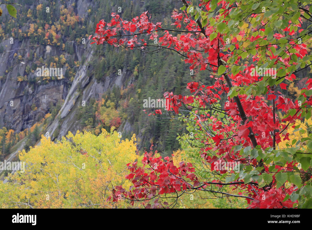 Herbstfarben in Saguenay, Quebec Stockfoto