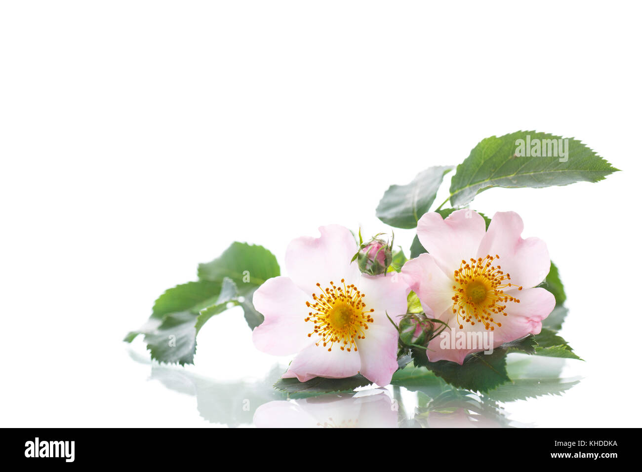 Blumenstrauß aus Wild Rose auf weißem Hintergrund Stockfoto
