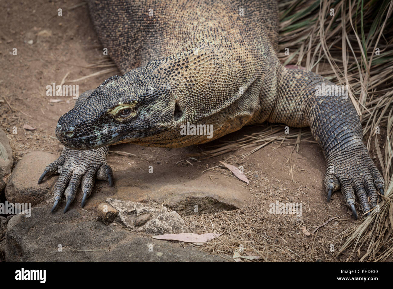 Extreme Nahaufnahme von Komodo Dragon lizard Stockfoto