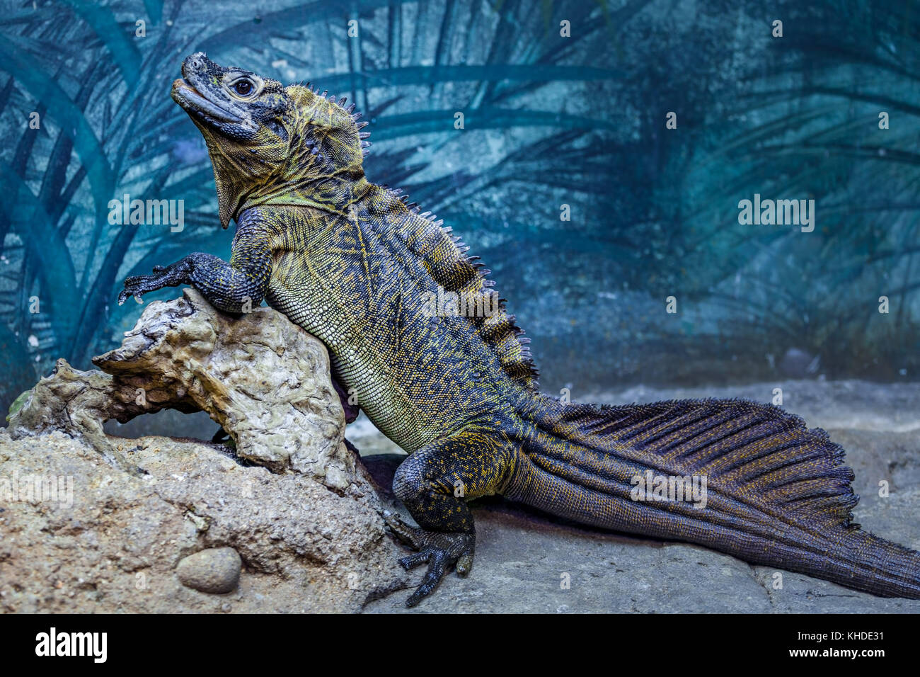 Sailfin Eidechse ruht auf Felsen Stockfoto