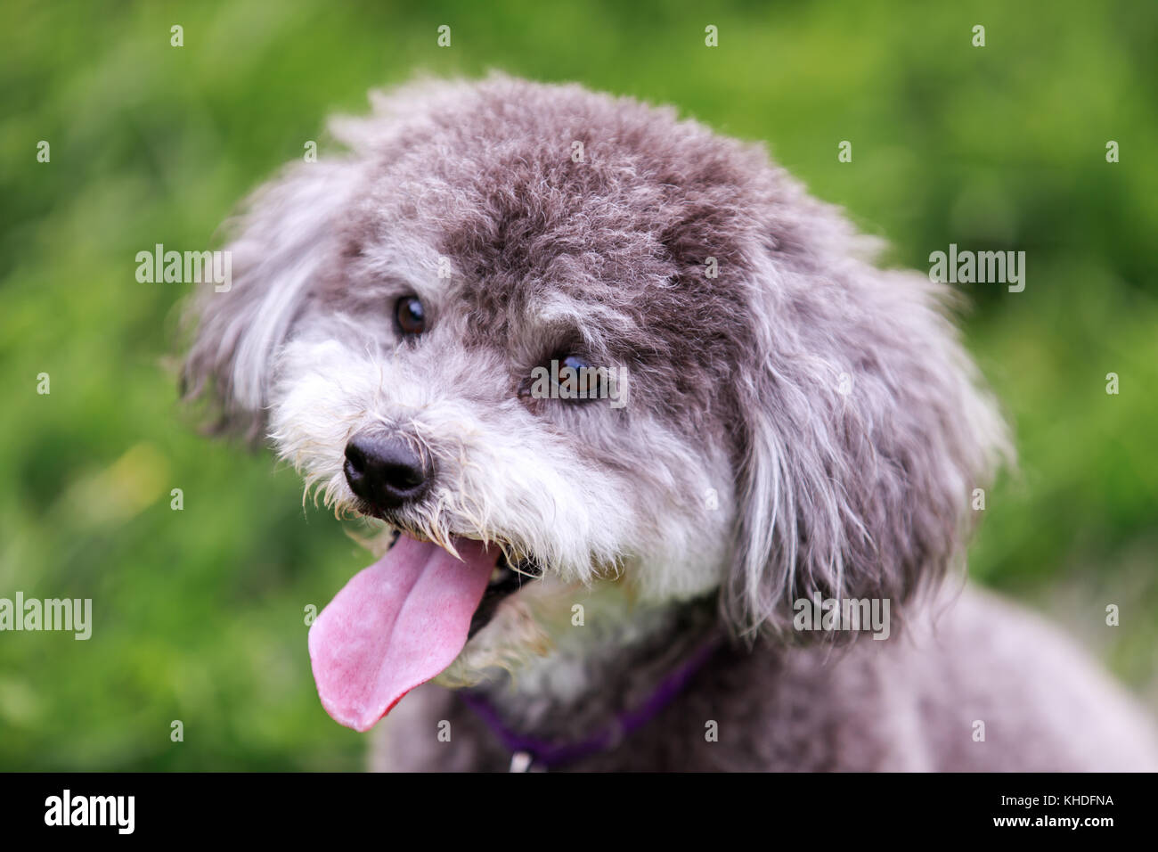 Schnoodle Kopf schoss. Stockfoto