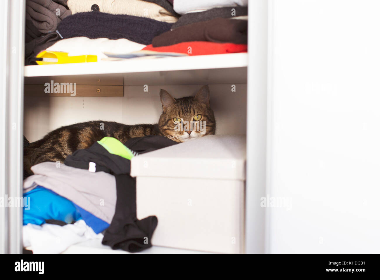 Katze versteckt sich im Schrank Stockfoto