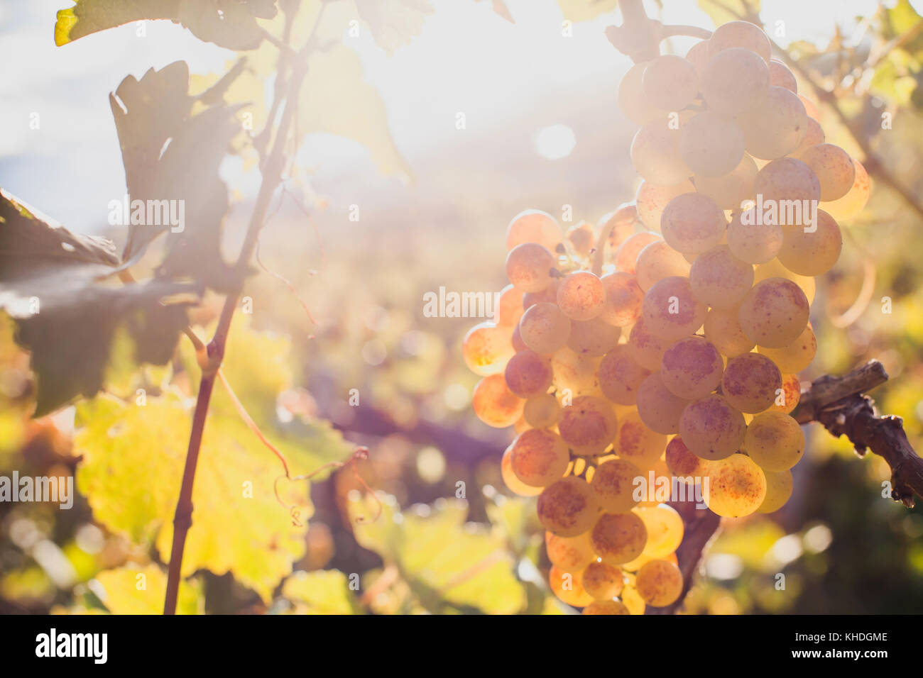 Nahaufnahme von reifem weißen Rebsorten auf dem Wein Yard in der sonnigen Tag Stockfoto