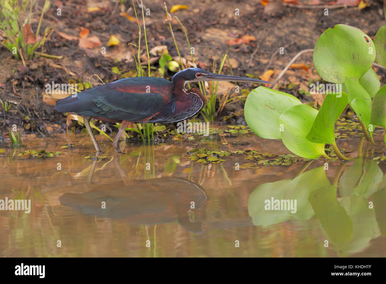 Agami Heron Stockfoto