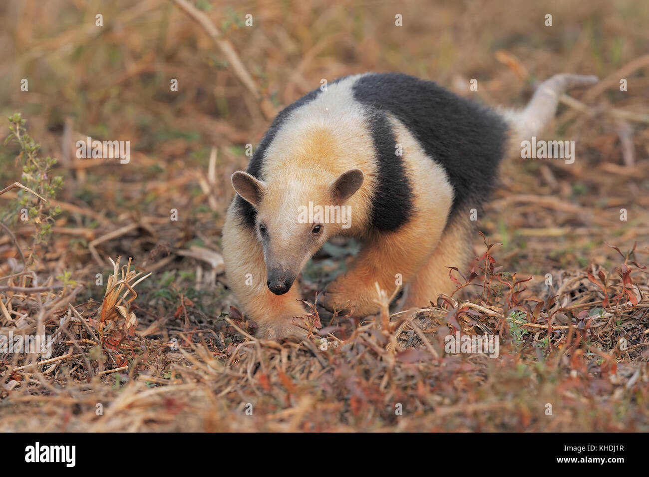 Tamandua Stockfoto