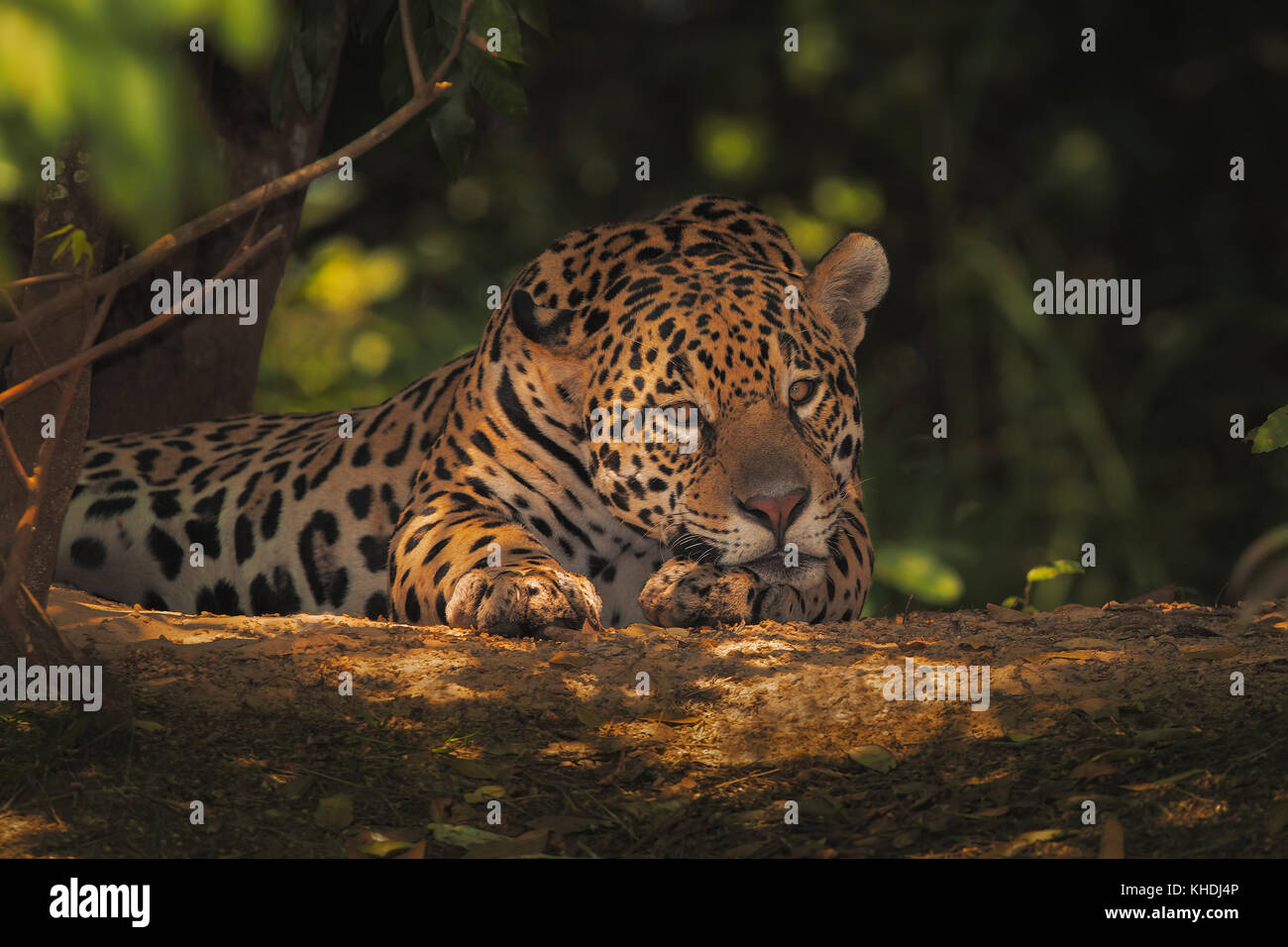 Jaguar ruht unter dem Baldachin des Flusses Stockfoto