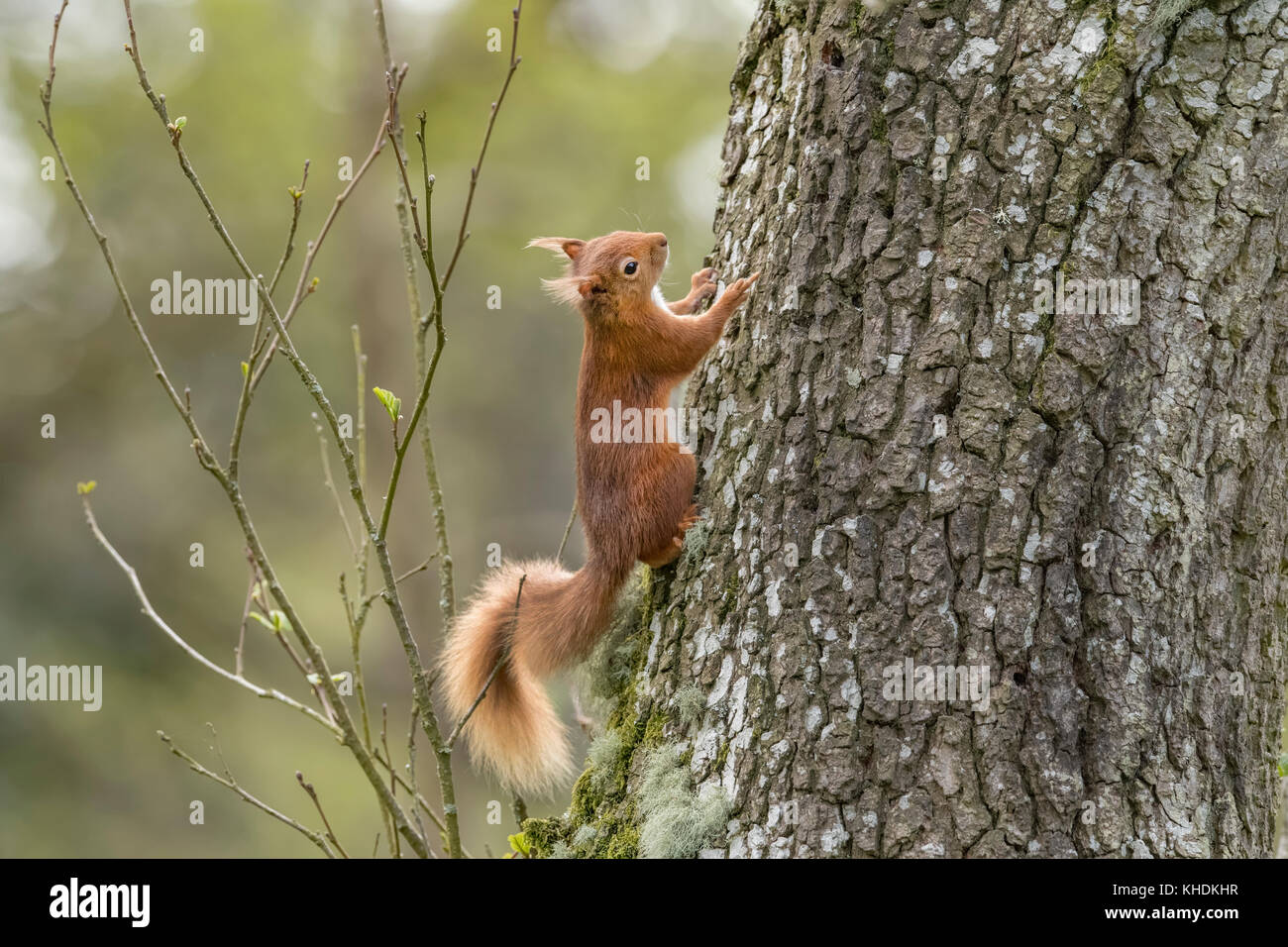 AUF EINEN EINEM BAUM KLETTERN visual data 5