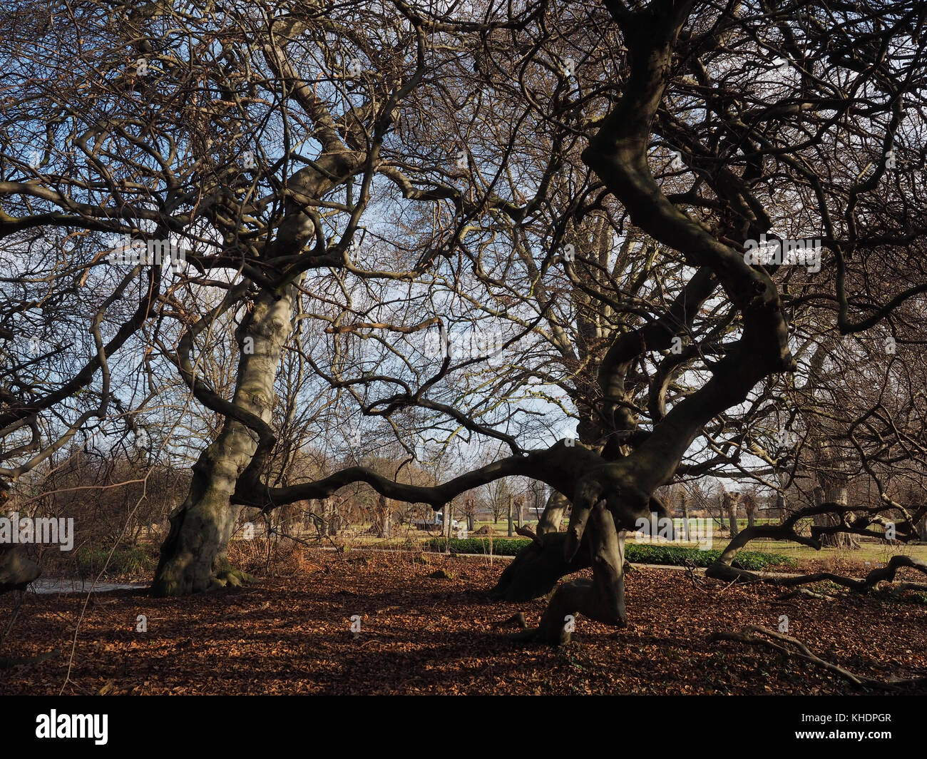 Hexenbuchen (Buchen) Herrenhausen, Hannover, Deutschland. Eine einzigartige Art von Baum, fast im Mittelalter wegen Aberglauben ausgerottet wurde Stockfoto