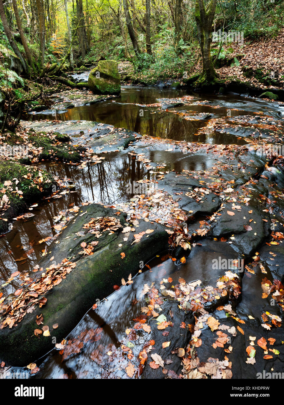 Blätter im Herbst in Harden Beck oder Hallas Beck in Goitstock Holz im Herbst in der Nähe von cullingworth West Yorkshire England Stockfoto