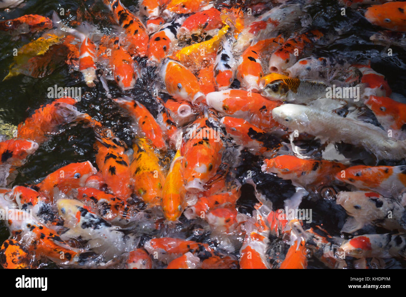 Fütterung Karpfen/Koi Fisch im Teich. Koi oder spezifischer Koi sind gefärbte Sorten von amur Karpfen (cyprinus rubrofuscus) Stockfoto