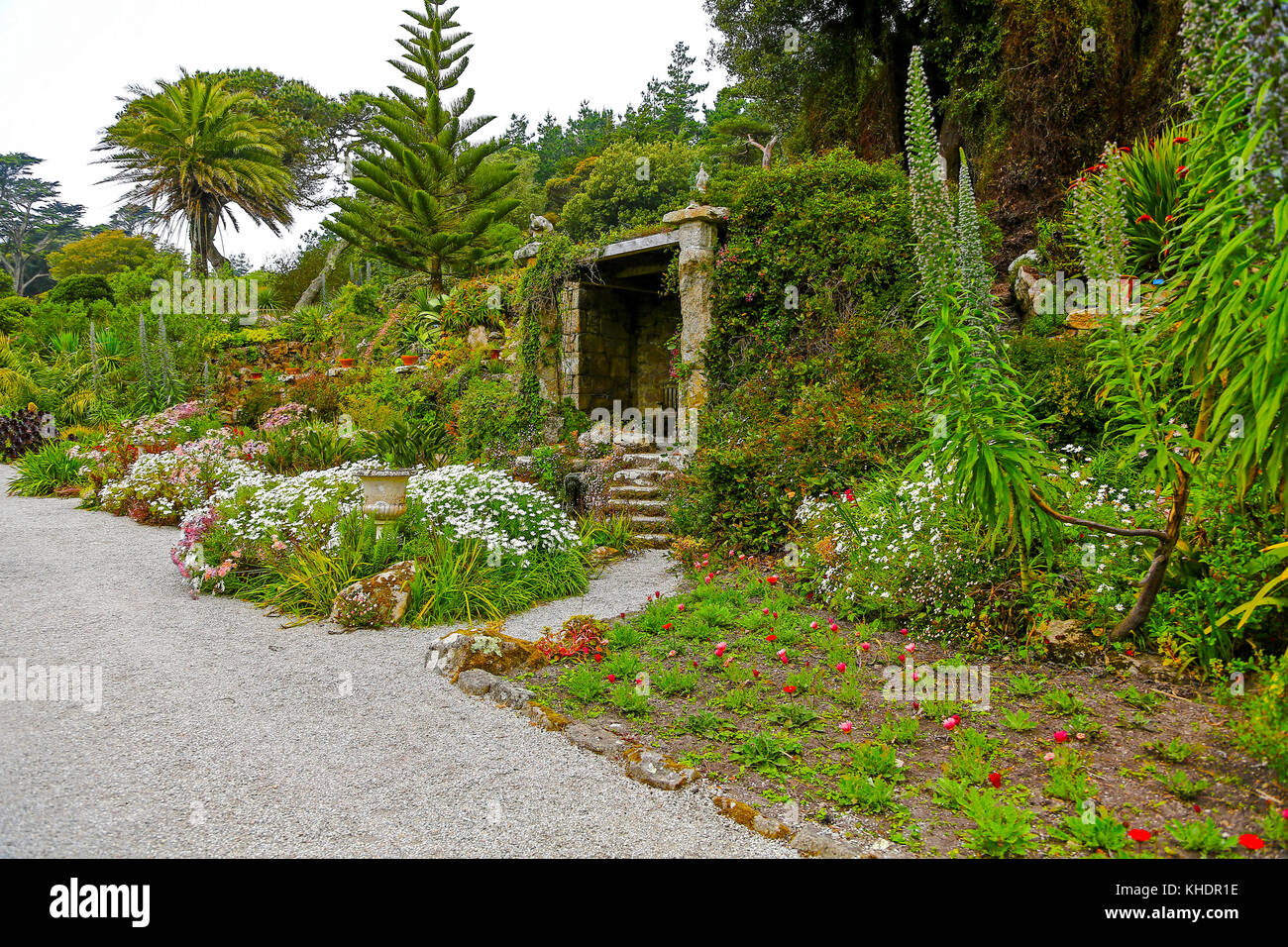 Tresco Abbey Gardens, Tresco, Isles of Scilly, England, Großbritannien Stockfoto Tresco Abbey Gardens, Tresco, Isles of Scilly, England, Großbritannien Stockfoto